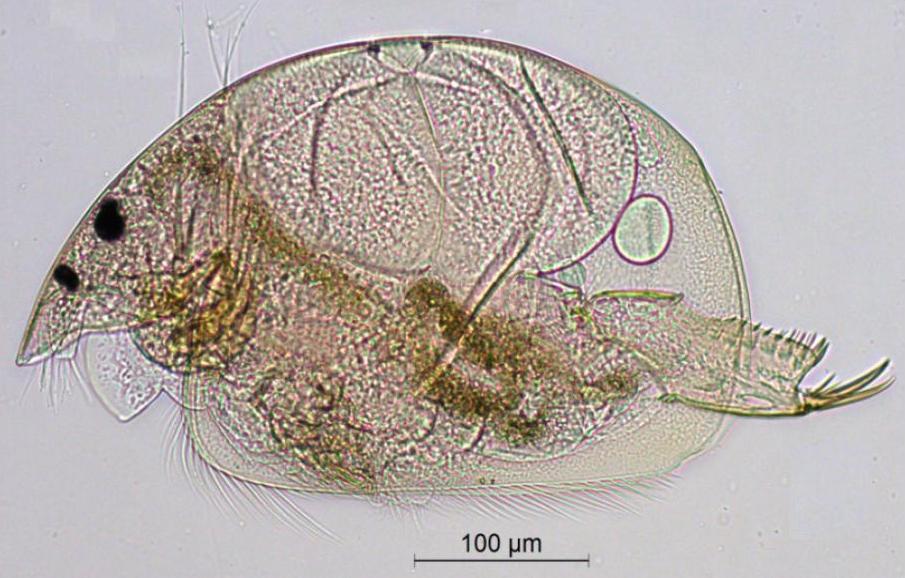Представитель Семейства Chydoridae